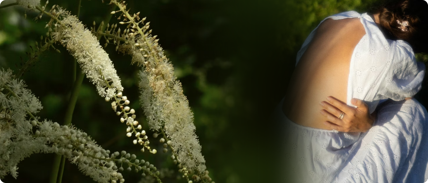 What Is Black Cohosh and How Does It Support Menopause? – Ingredient Deep Dive